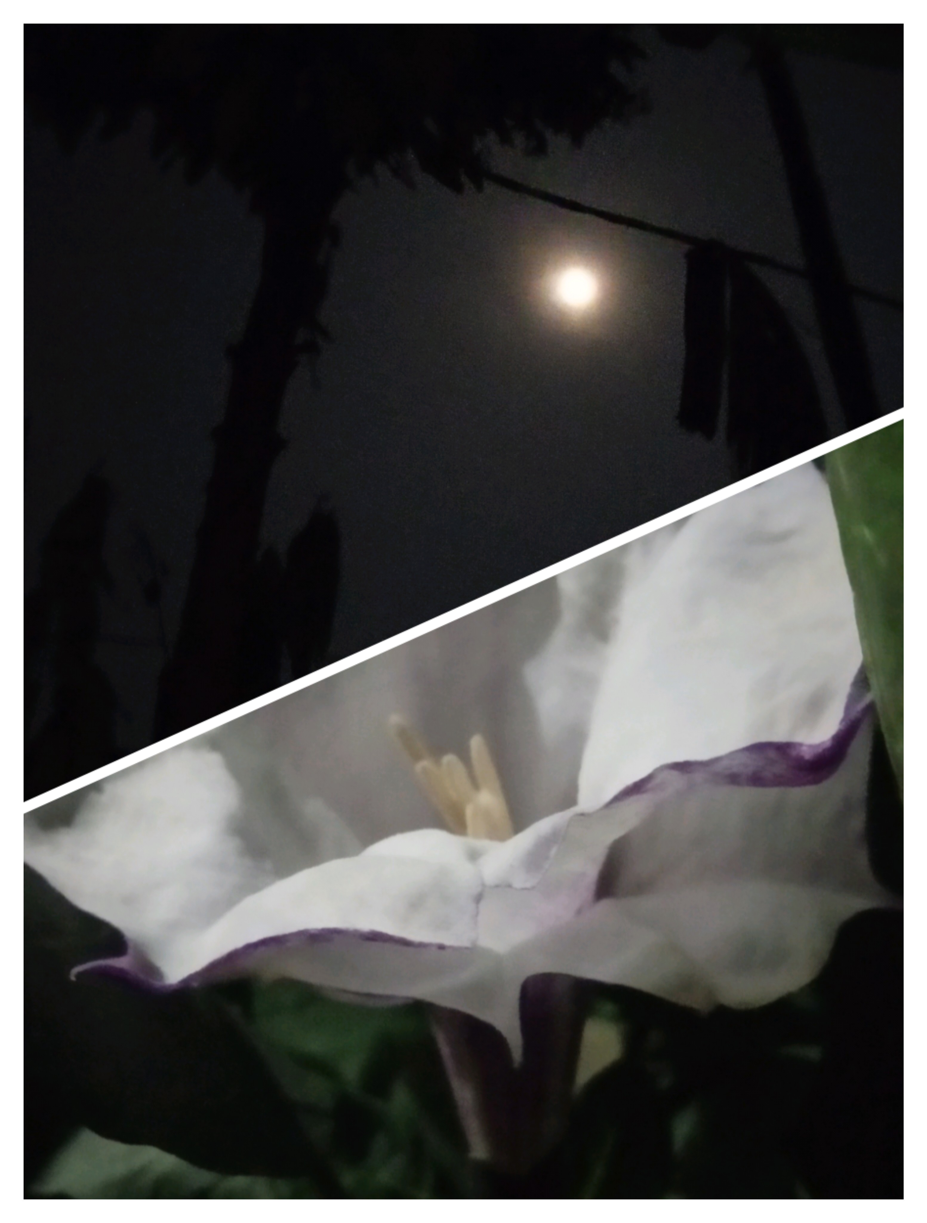 স্নিগ্ধ রূপ's image