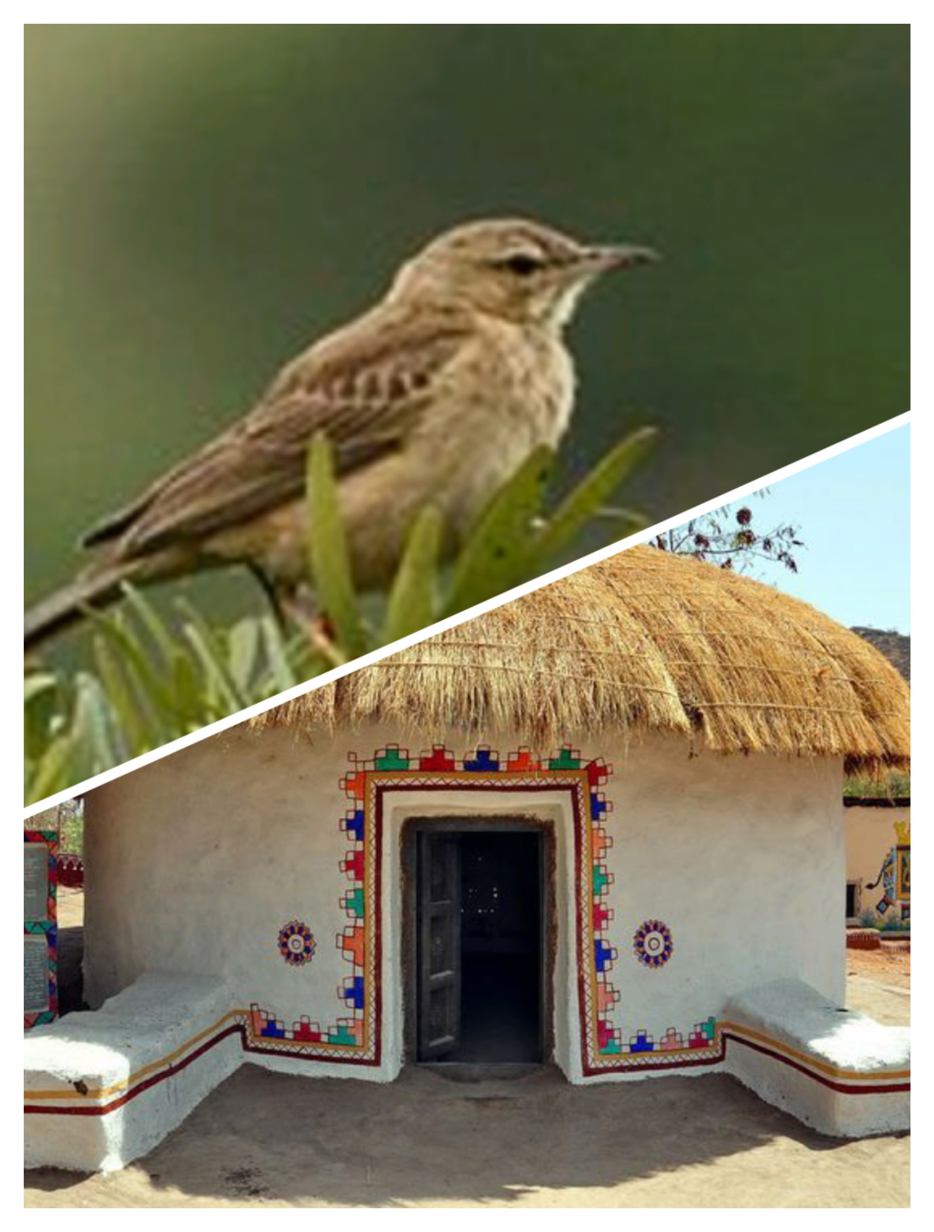 ল্যাঞ্জা তুলিকা's image