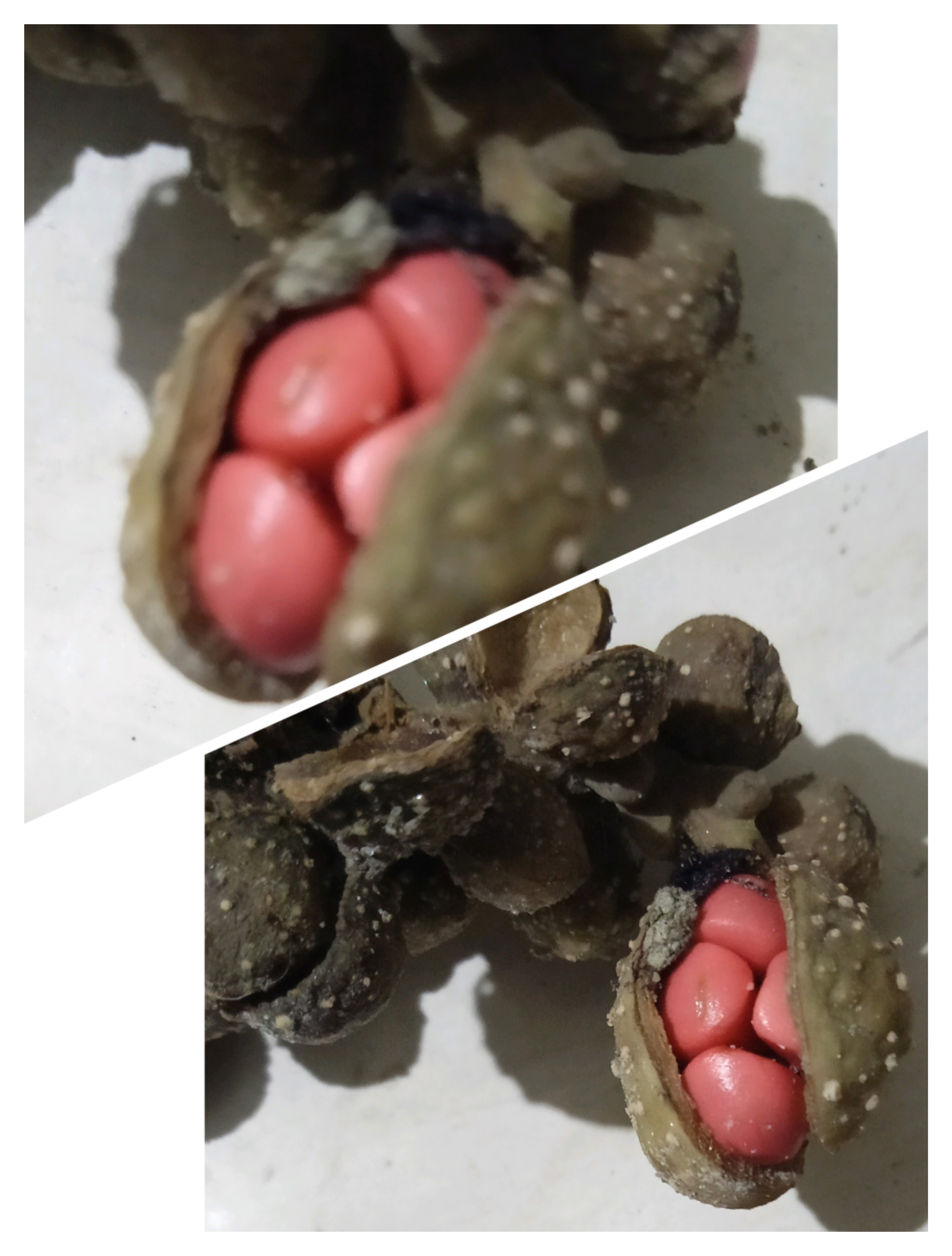 অবসরে জাবর কাটুন's image