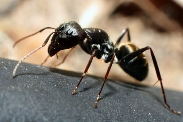 The Ant's Attempt