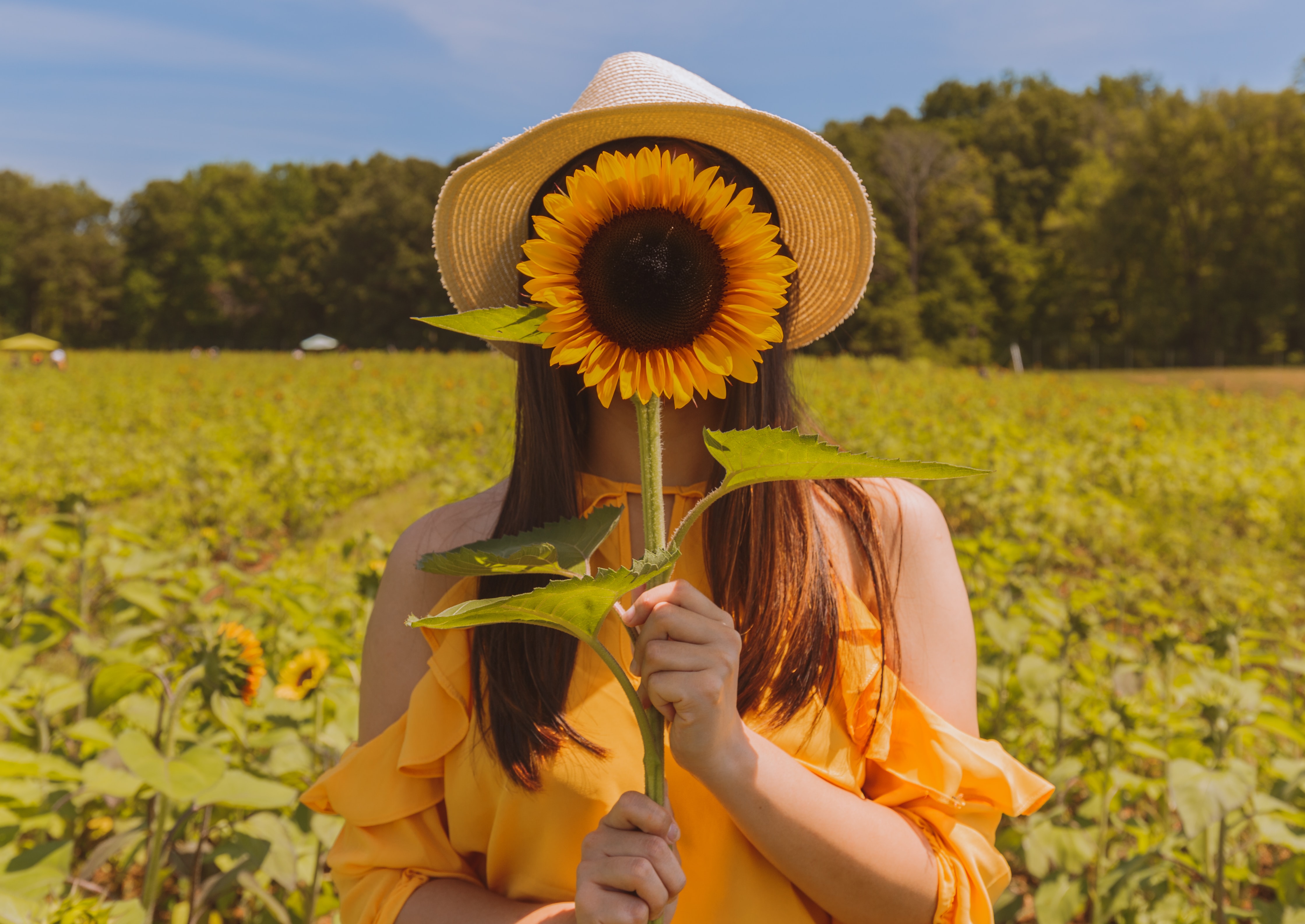 The sunflower
