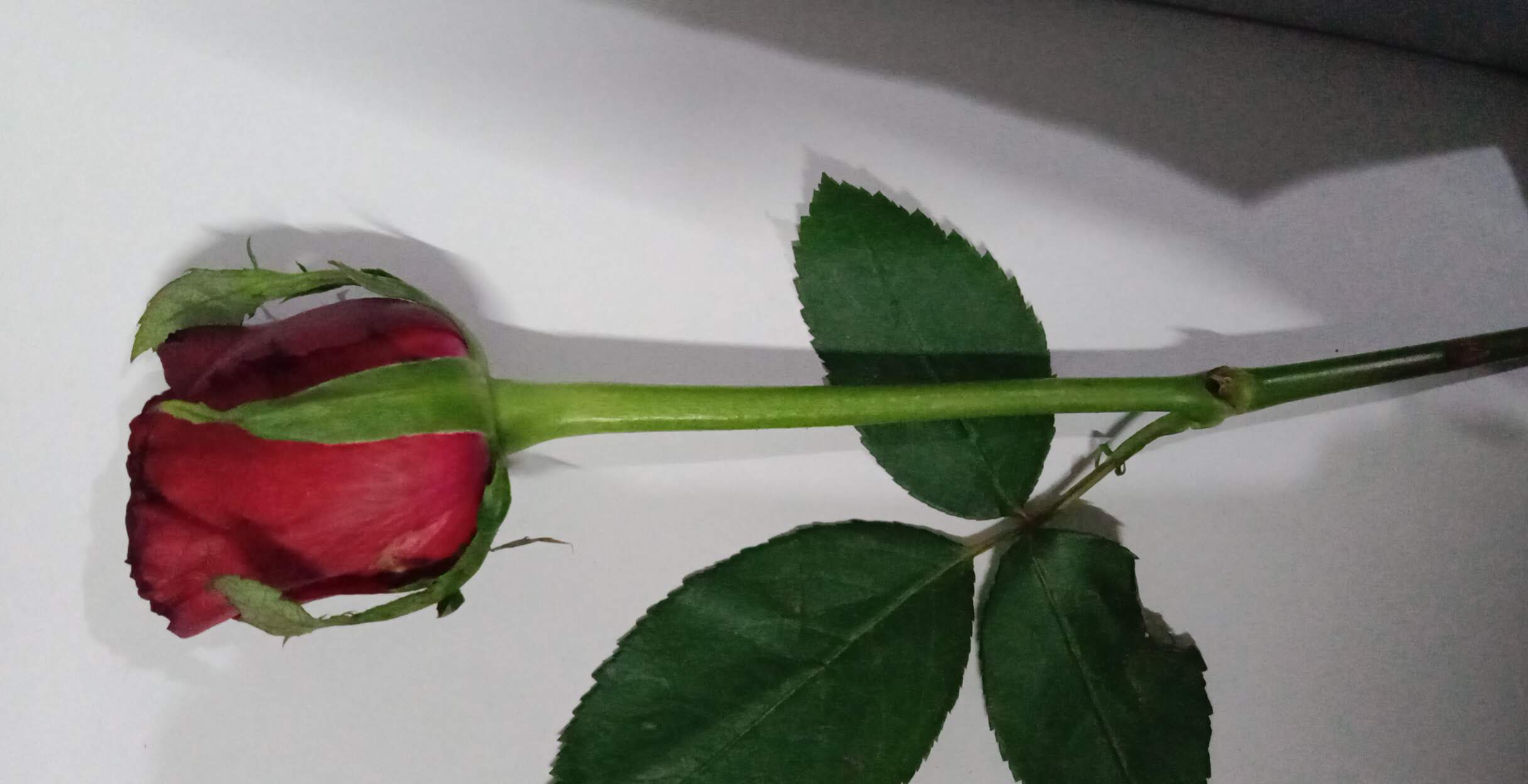 फिर से तेरा ख्वाब ...'s image