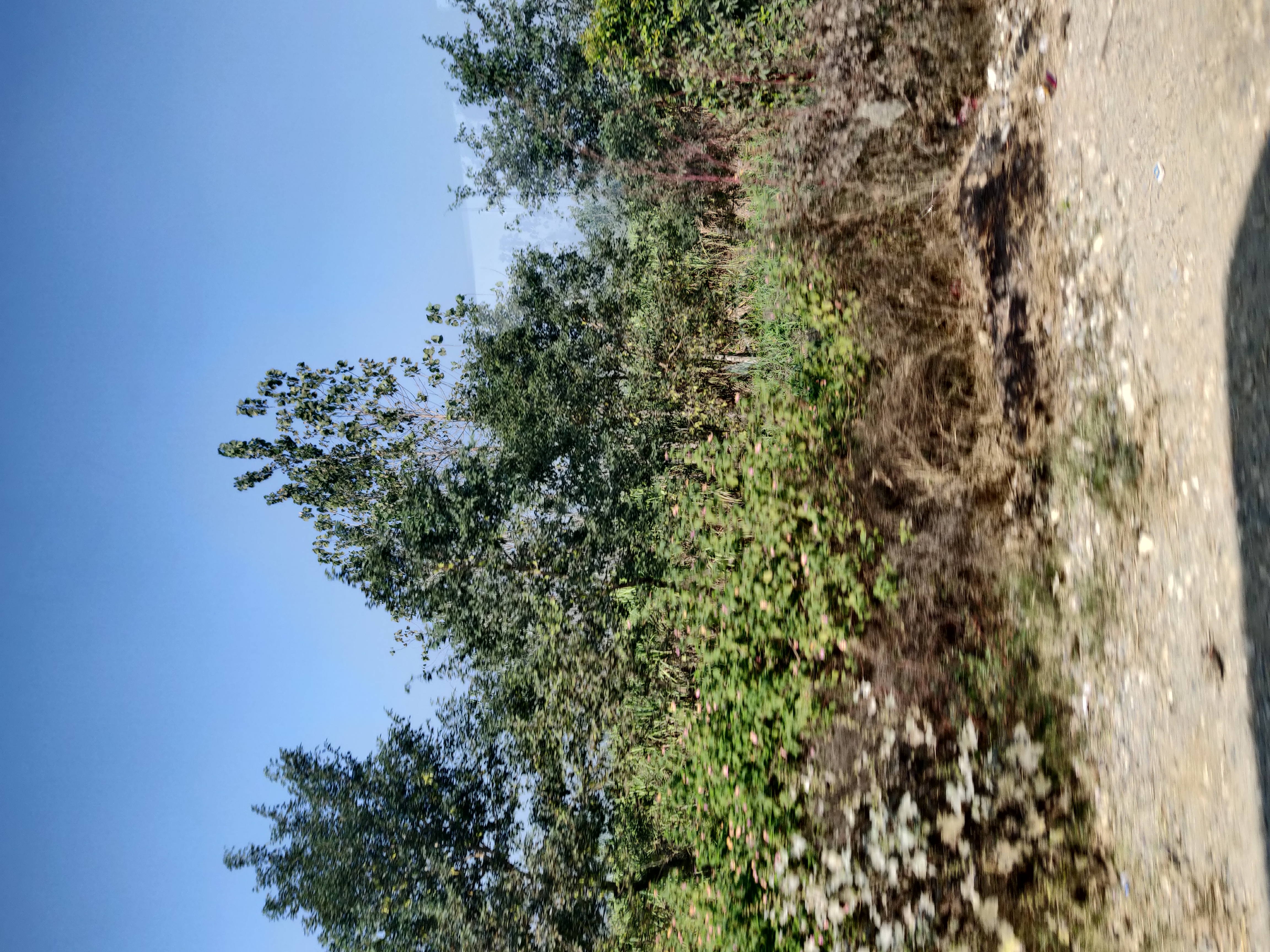 हस्ती's image