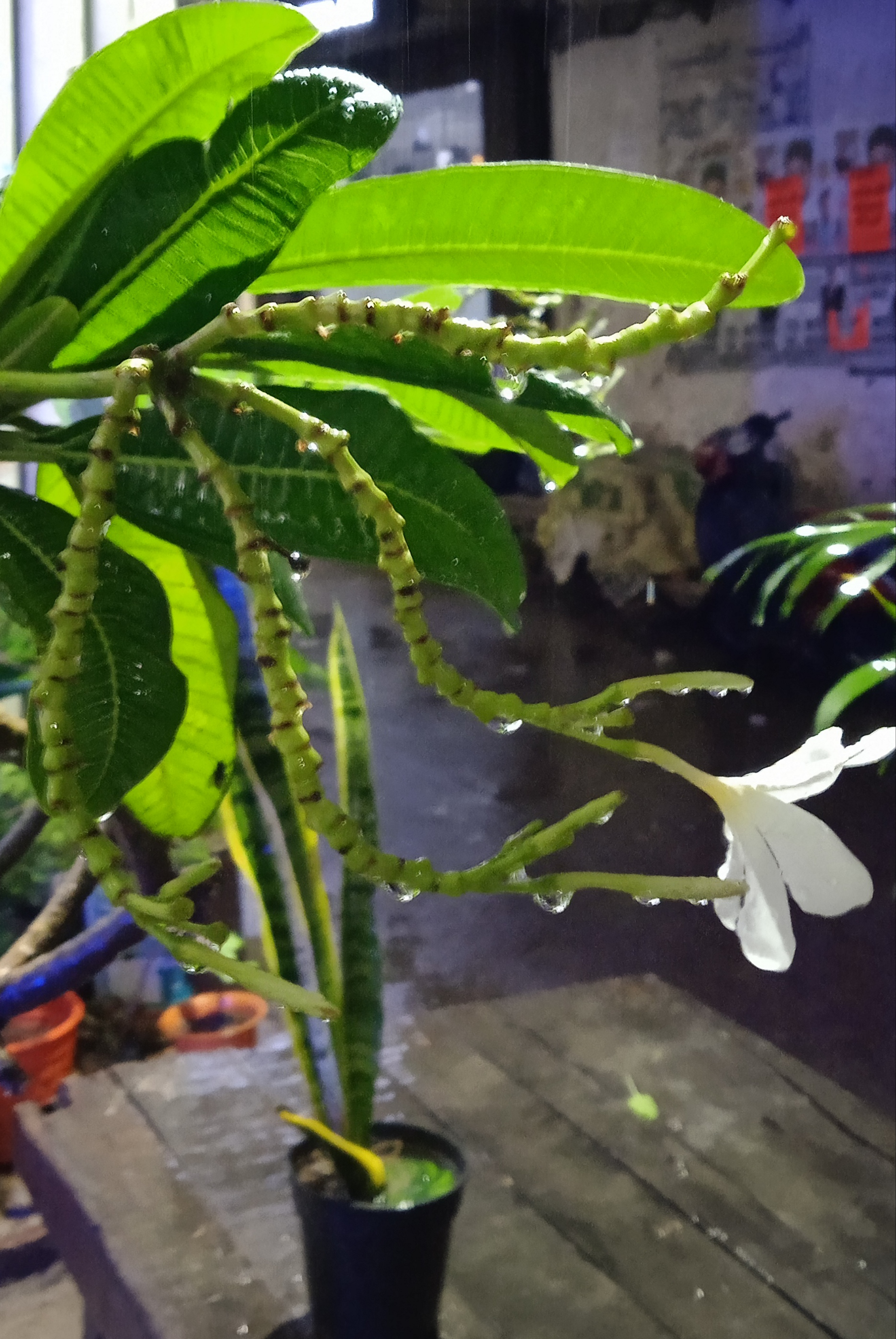 बरसों बाद-भाग २'s image