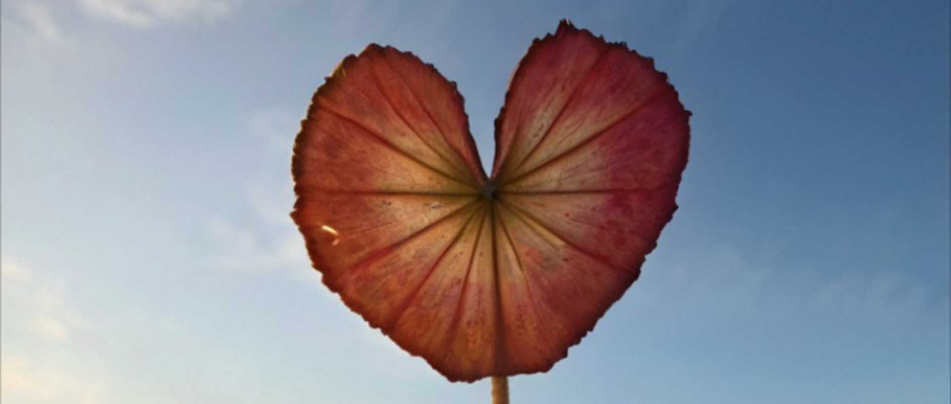 सांत्वना's image