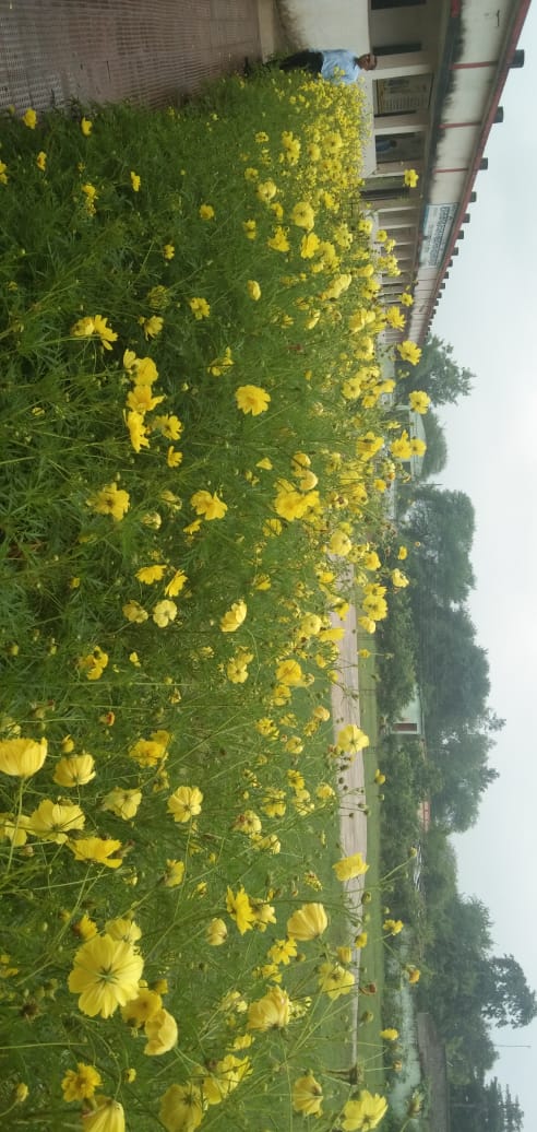 होली's image