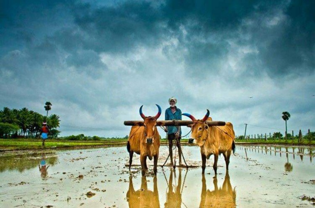 किसान
