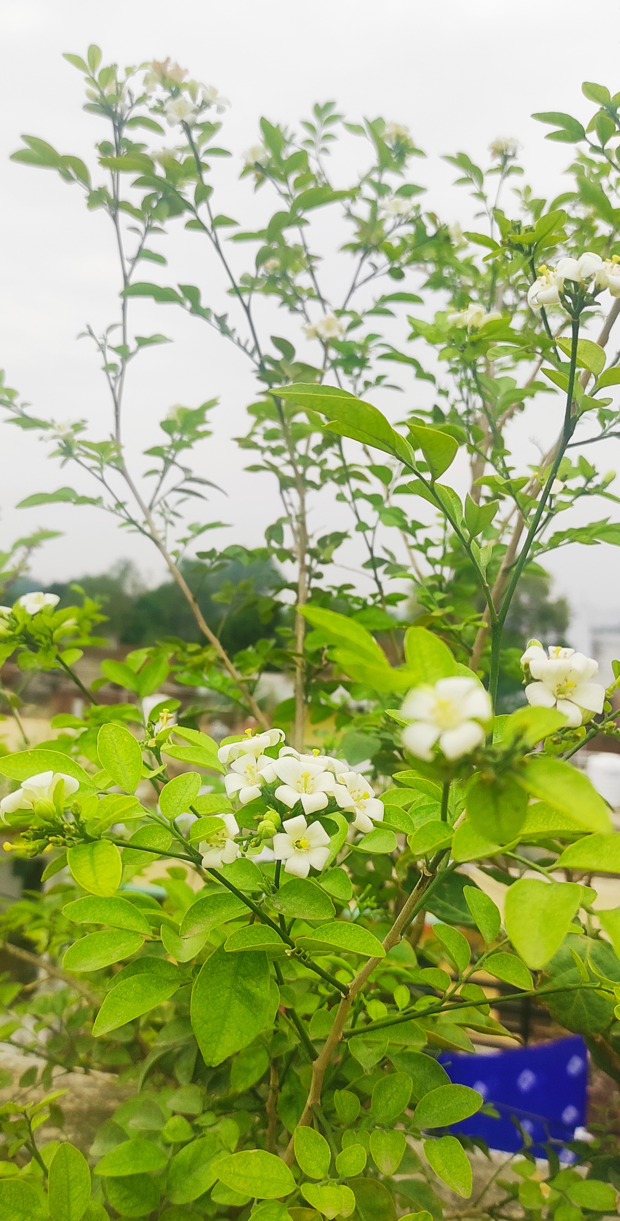 मानसून