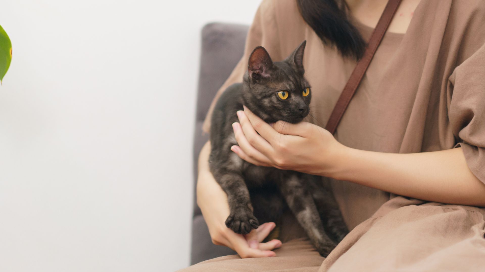 पशुंचं संसार's image