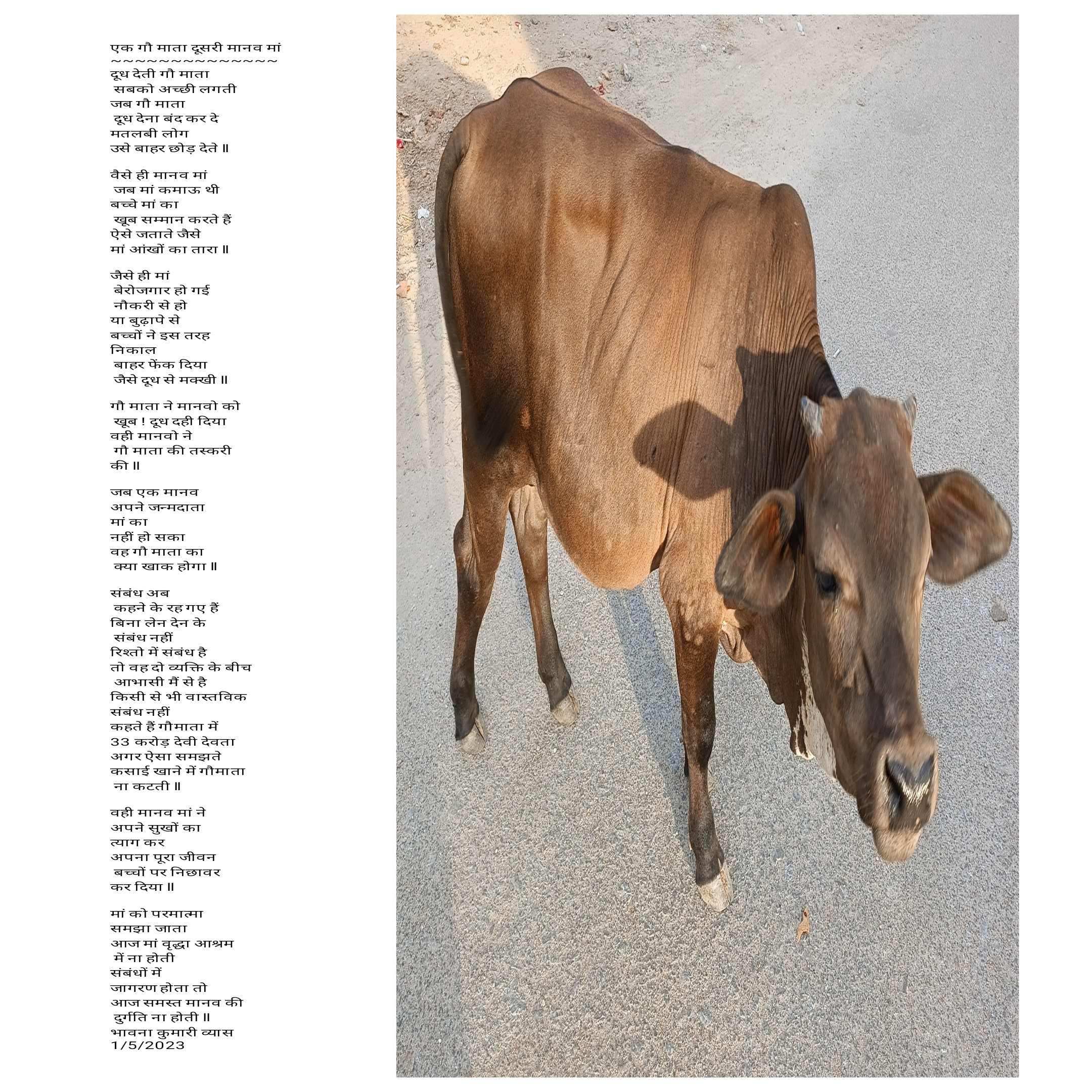 एक गौ माता दूसरी मानव मां's image