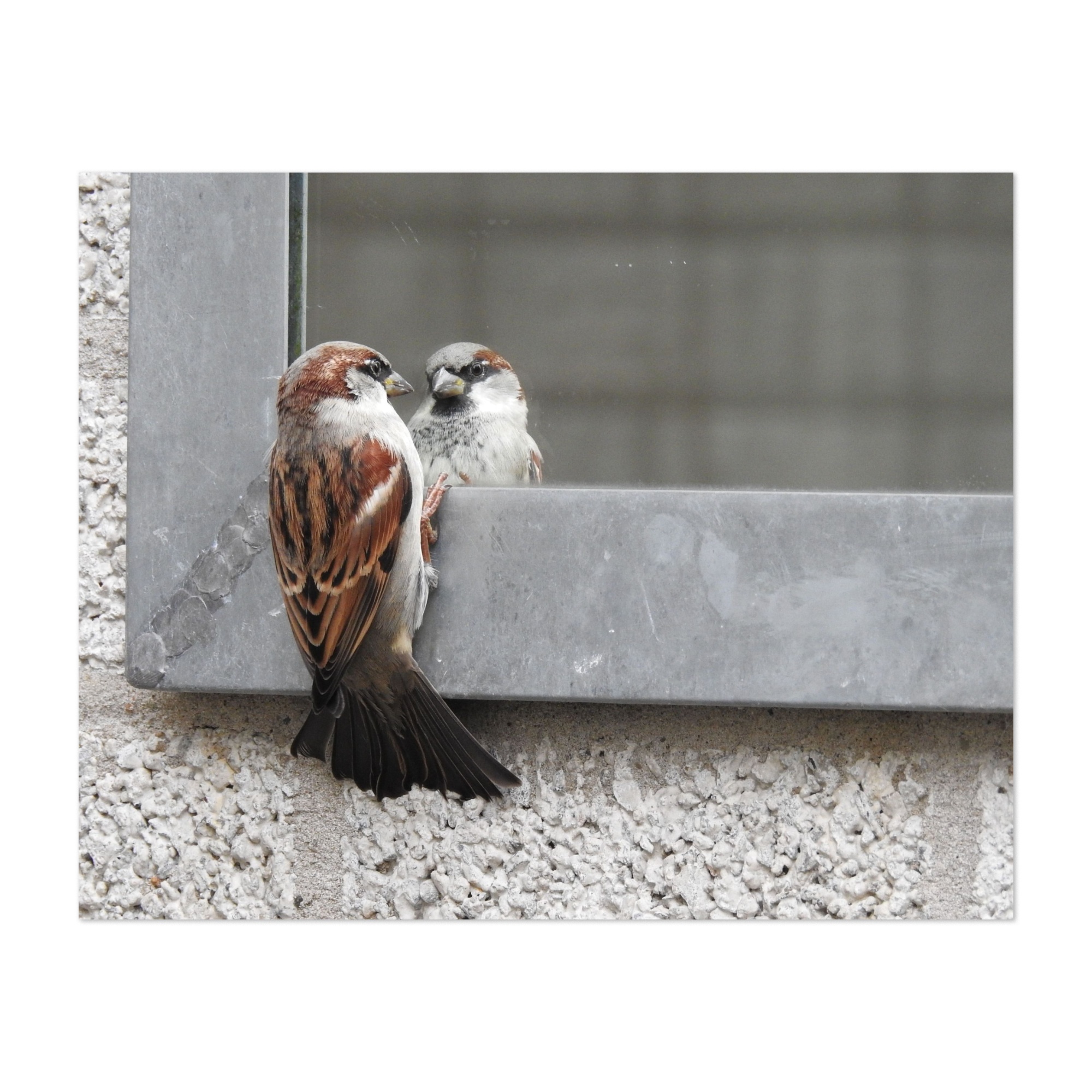 अन्तर्युद्ध's image