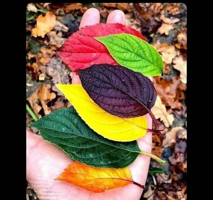 एक आस