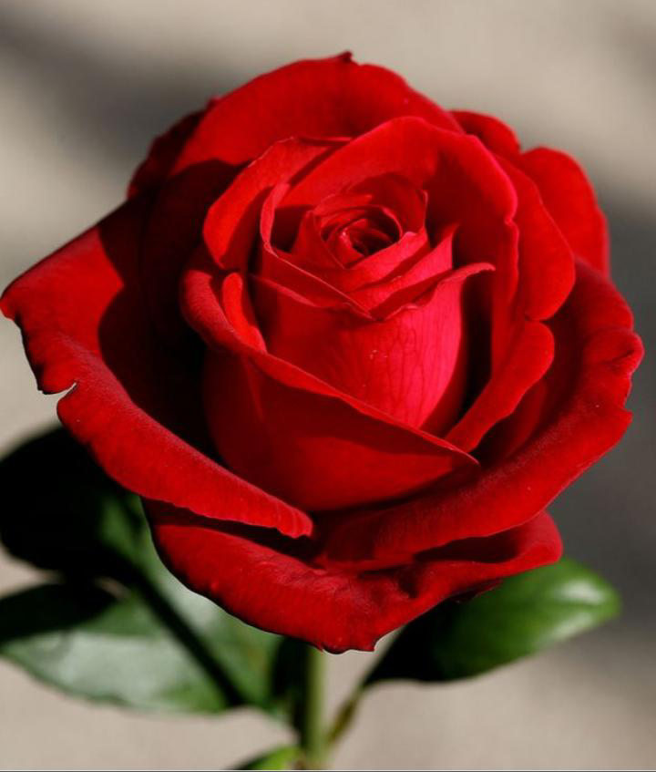 तुम पर मरते-मरते.....'s image