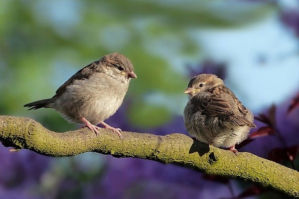 निर्वासित गौरैया's image
