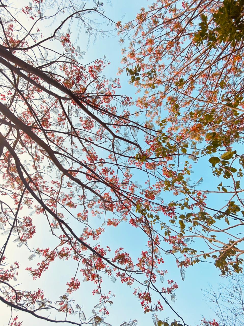 सुगंध's image