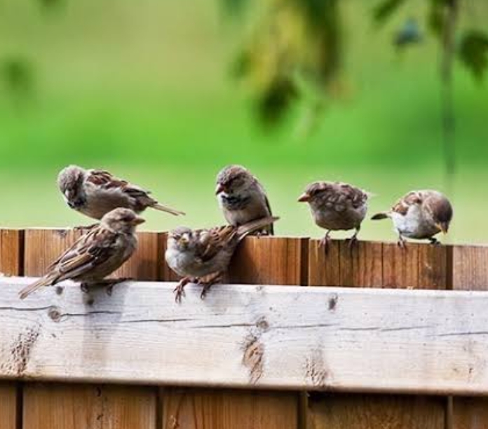 चिड़ियाएँ's image