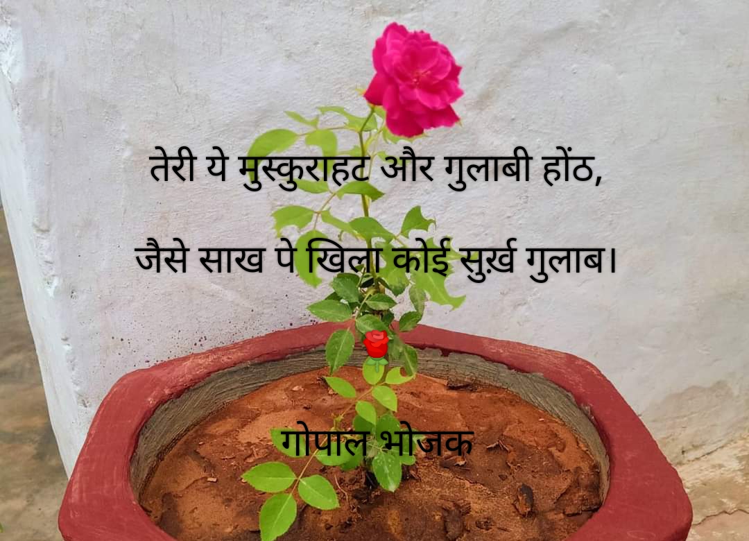 सुर्ख़ गुलाब's image