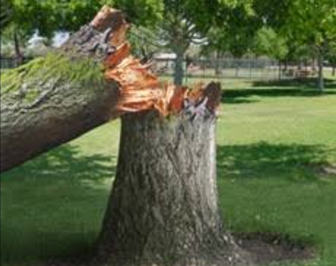 दरख़्त's image