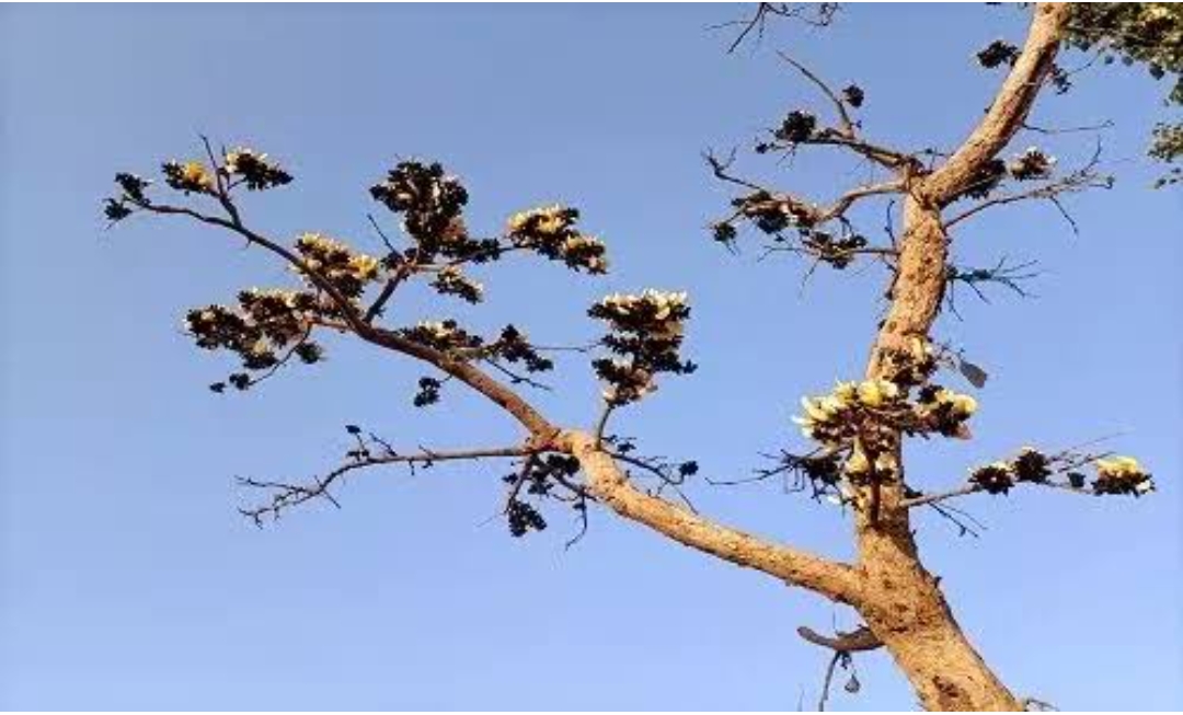 नव संवत्सर...'s image