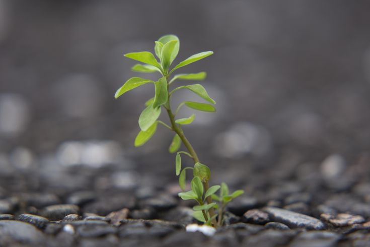 जीने का अधिकार's image