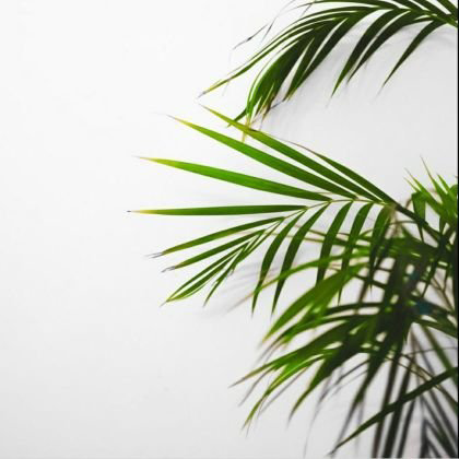 इश्क़'s image