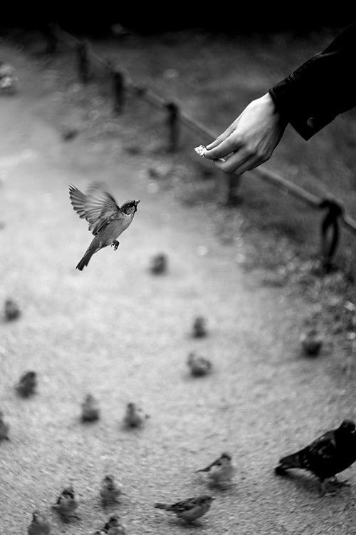 बंद किताब's image