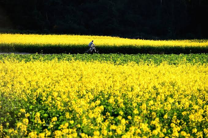 बसन्त's image