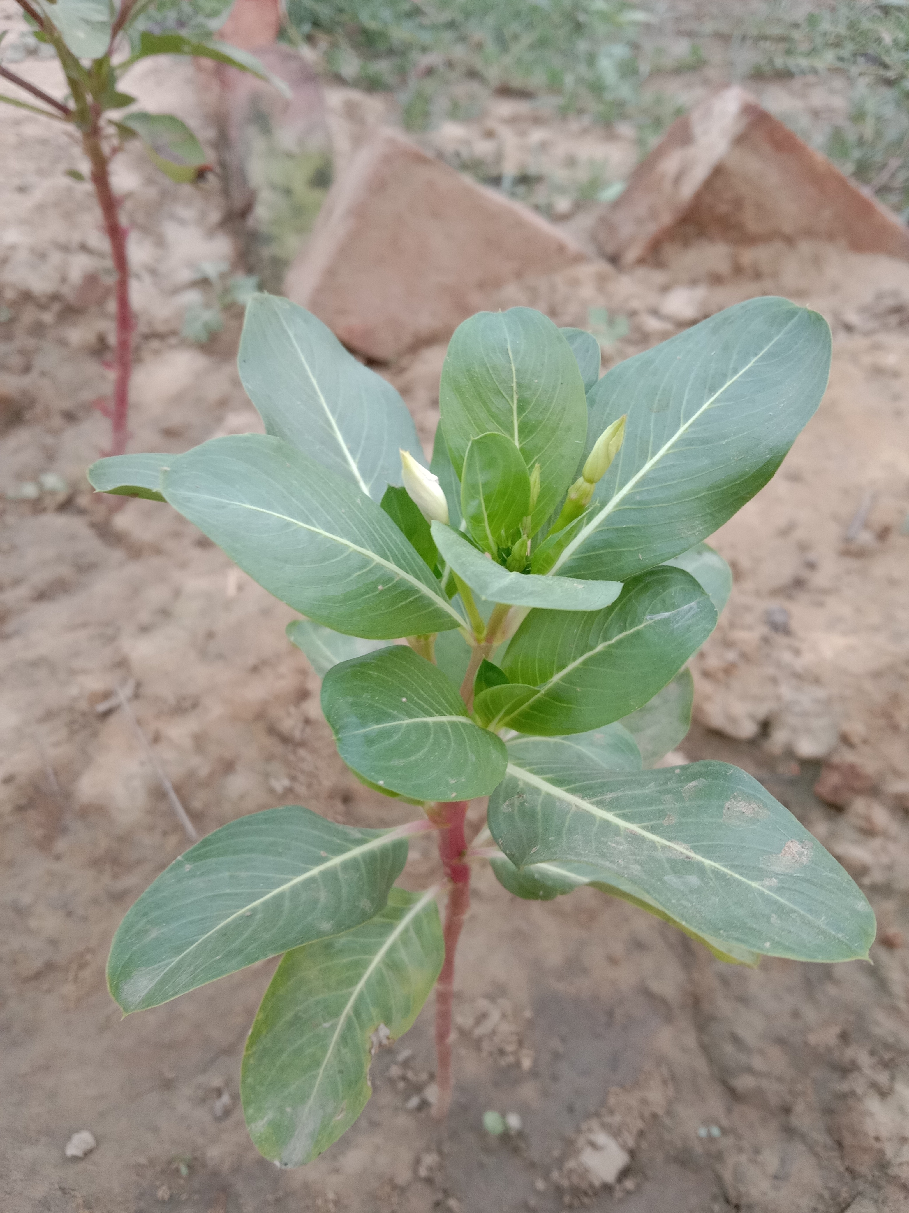 बड़े भाई की बगिया
