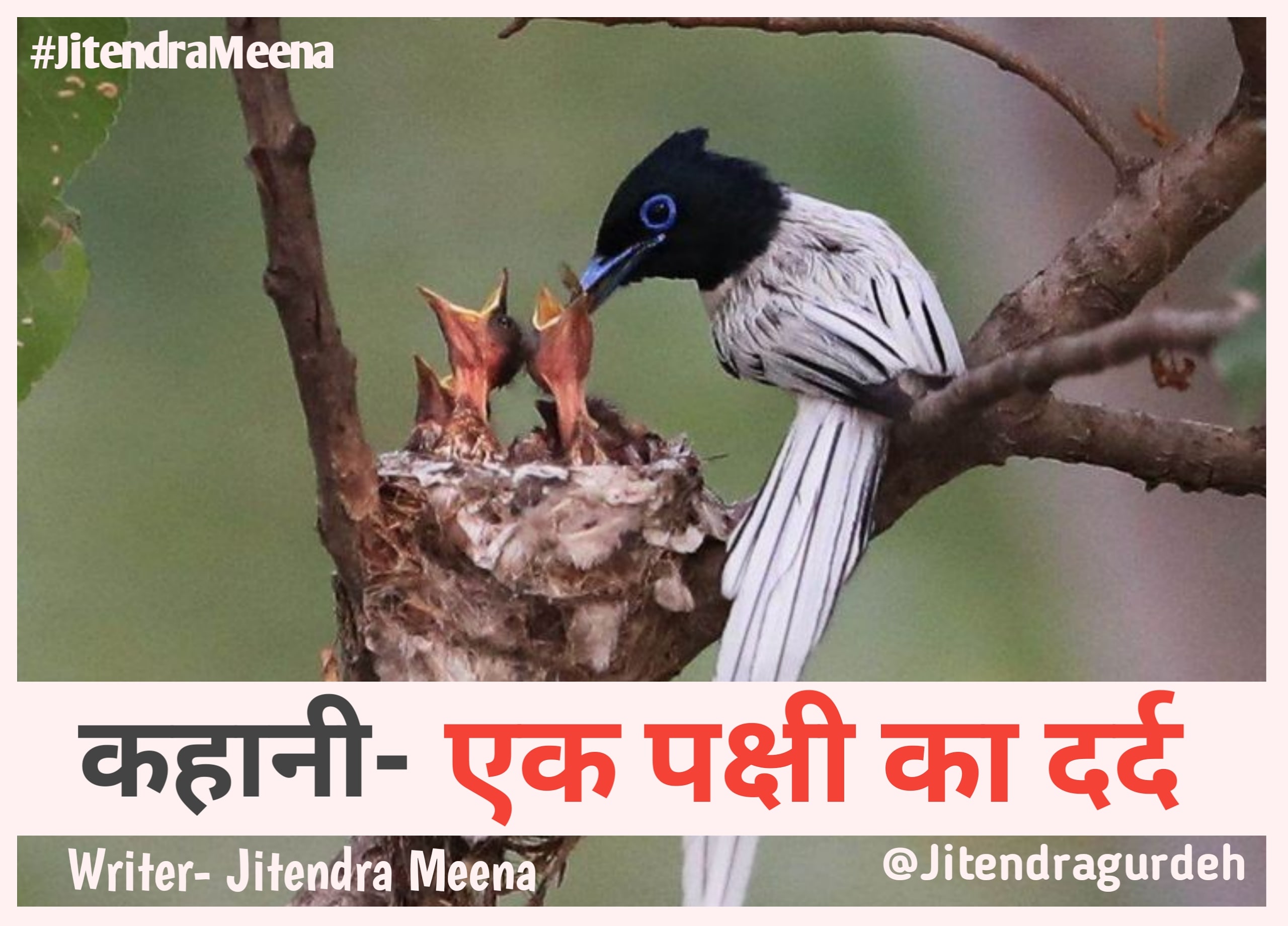 एक पक्षी का दर्द