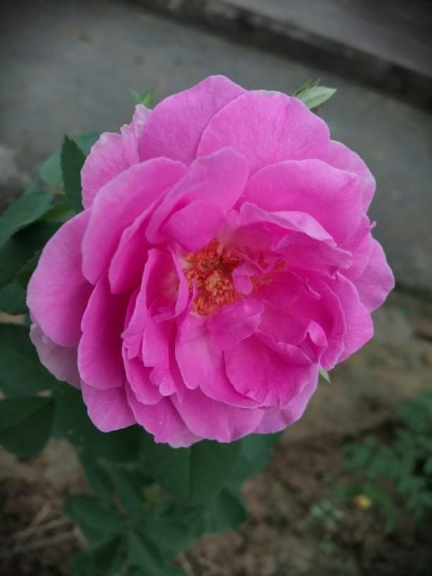 तेरी आहट