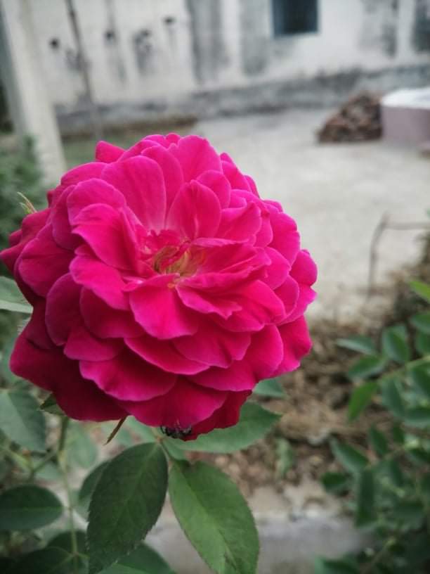 प्यार