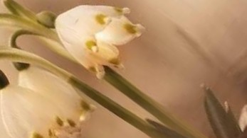 182. क़दम-क़दम - कामिनी मोहन।'s image