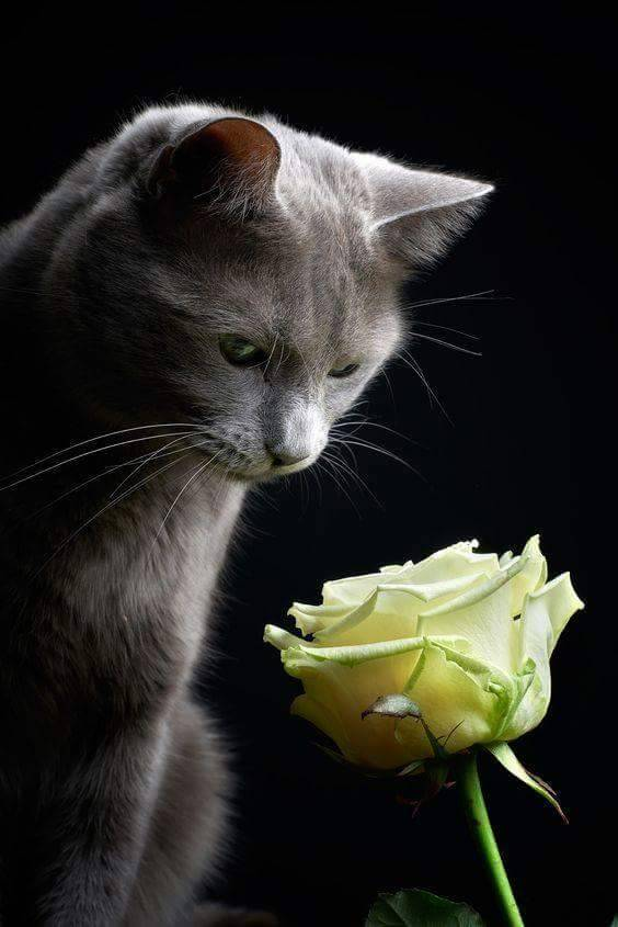 245.अव्यक्त भावनाएँ 
 - कामिनी मोहन।'s image