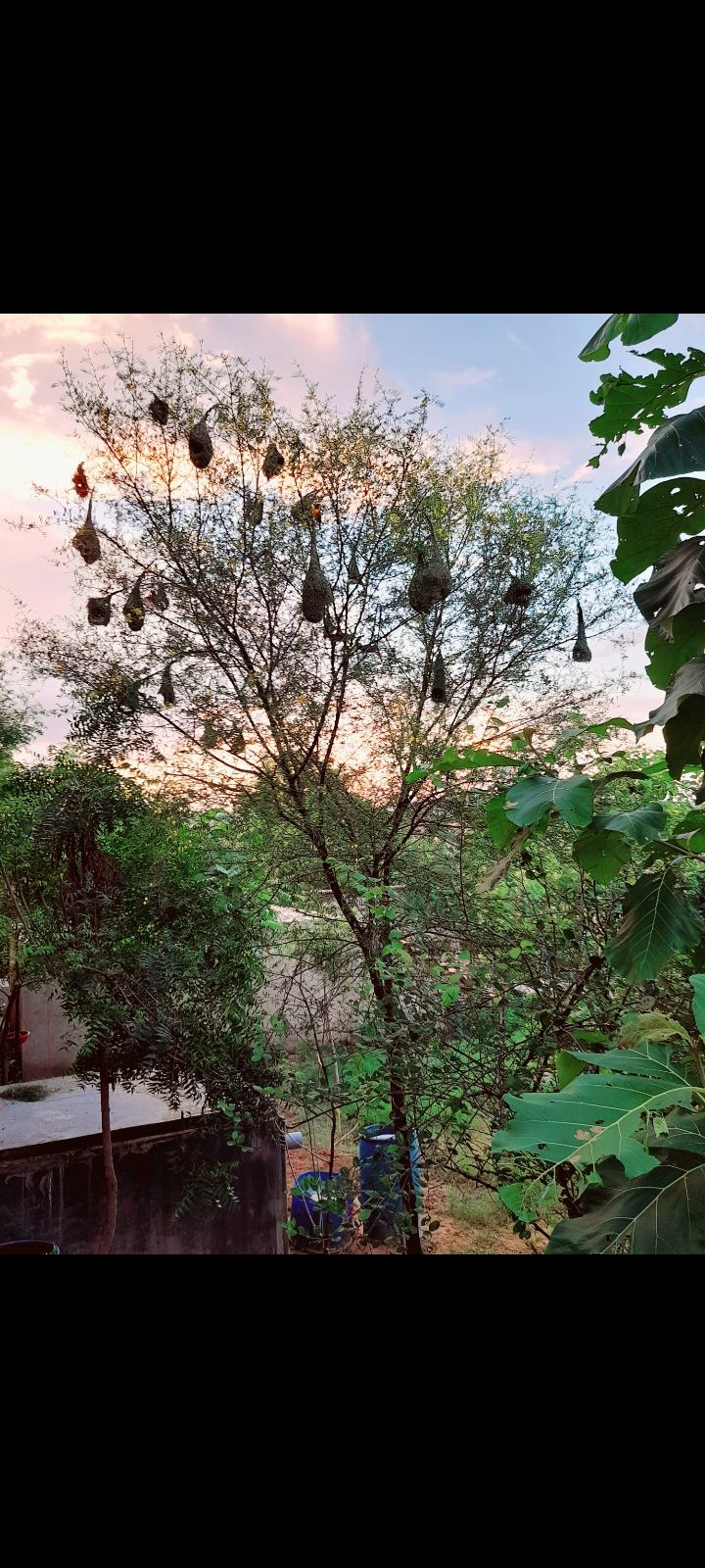 अमूल्यता