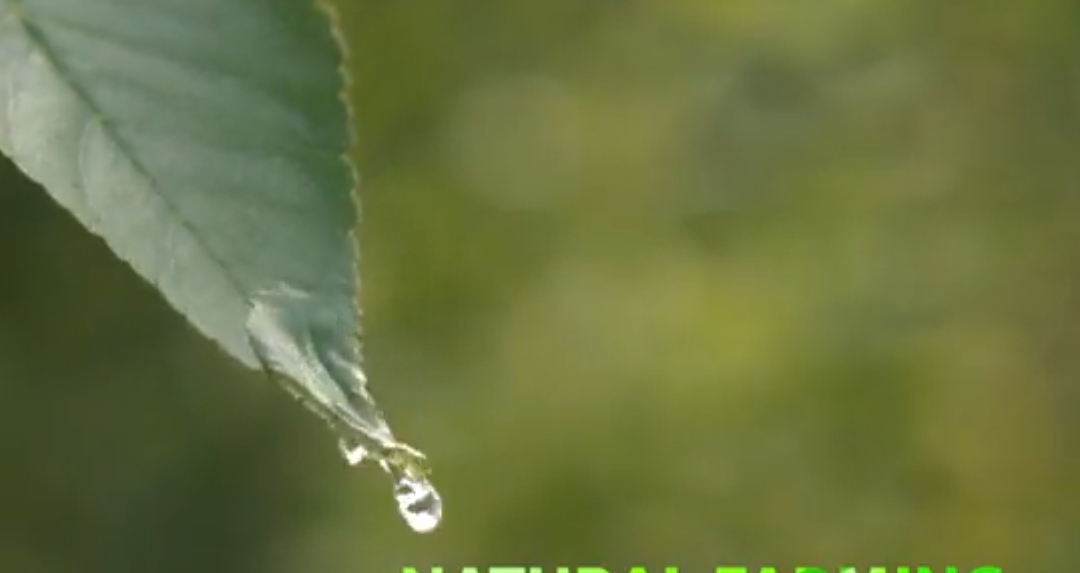 इजाजत है's image