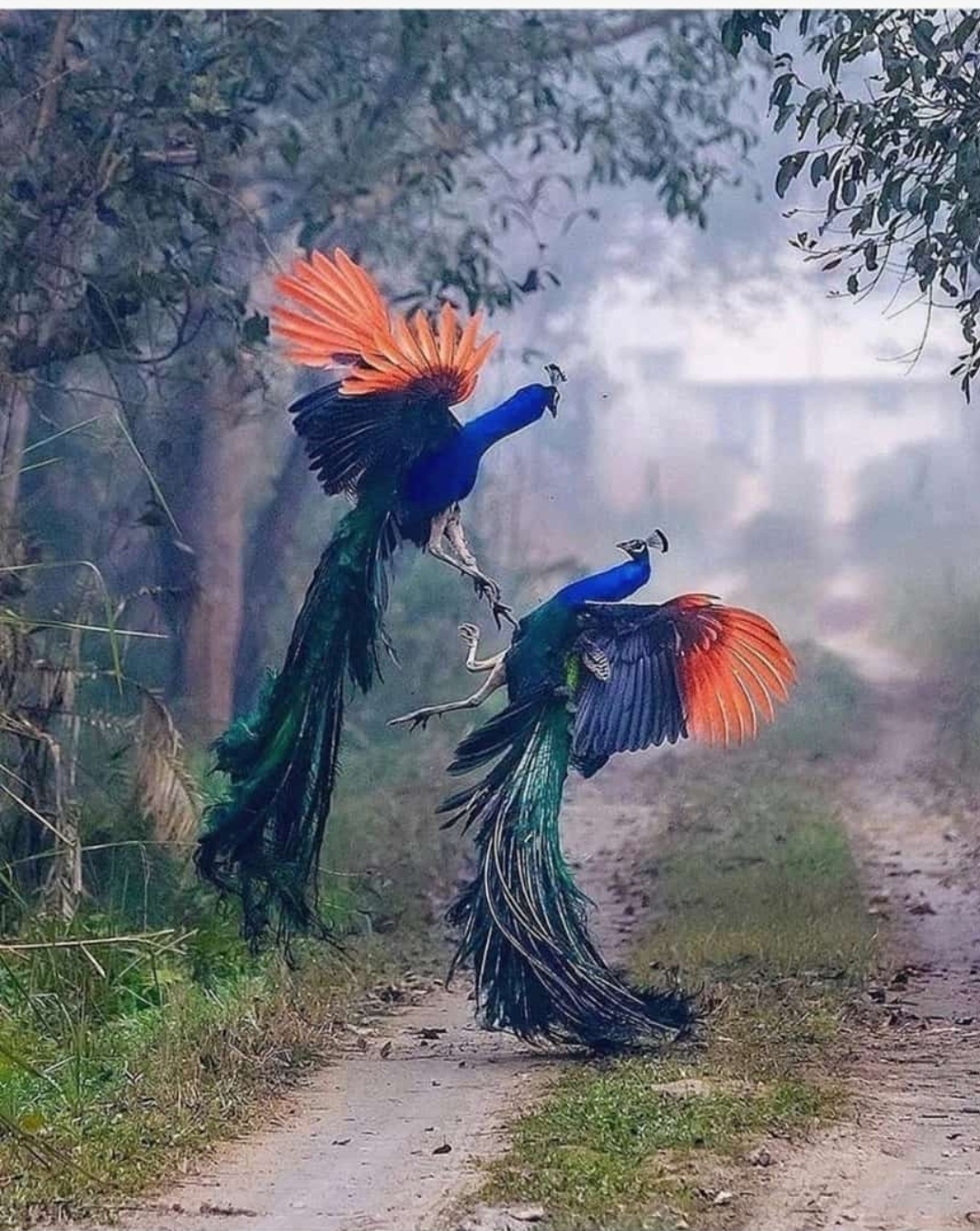 जरूरी है's image