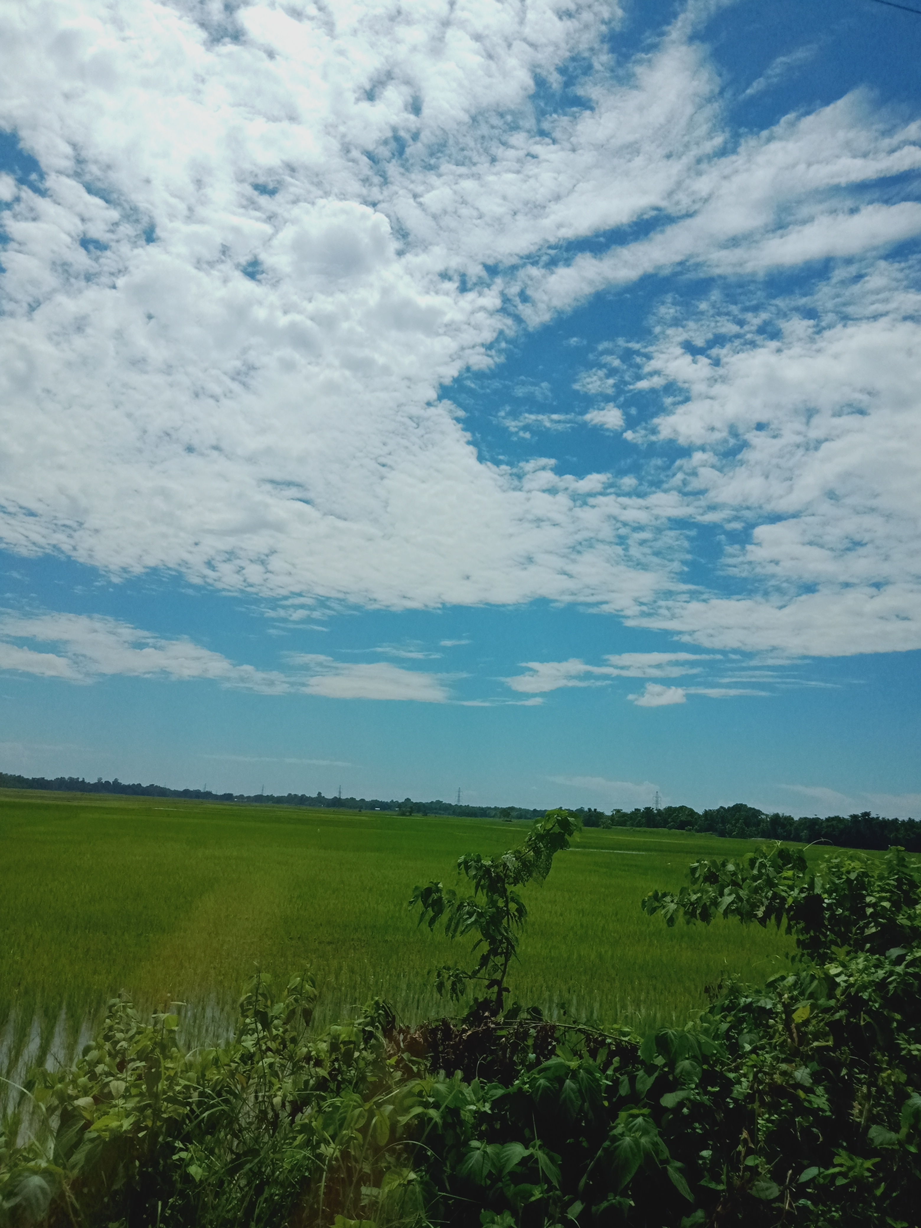 चाहत's image