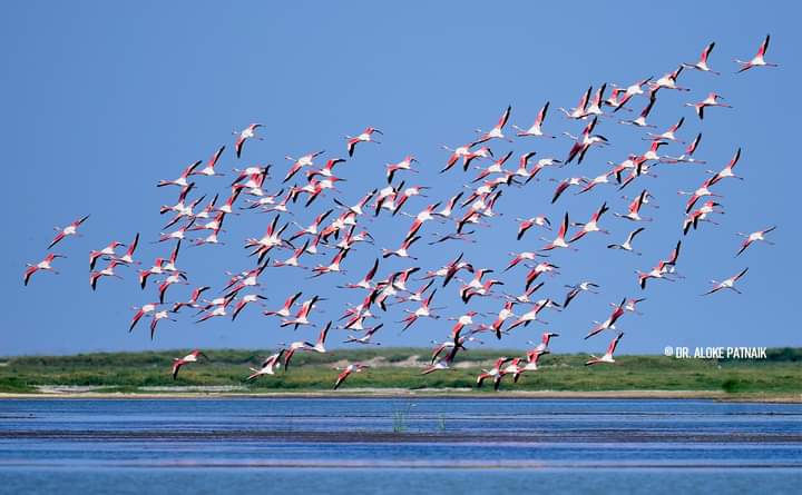 पंछी's image