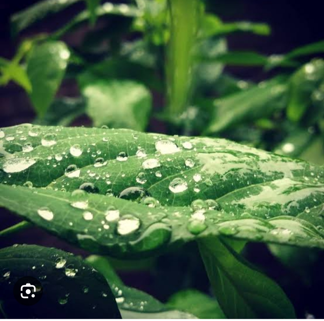 शेर.....'s image