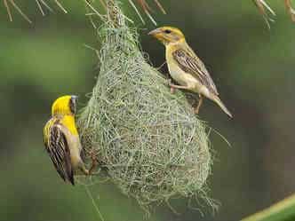 चलो हम भी बनाएँ घोंसला...!'s image
