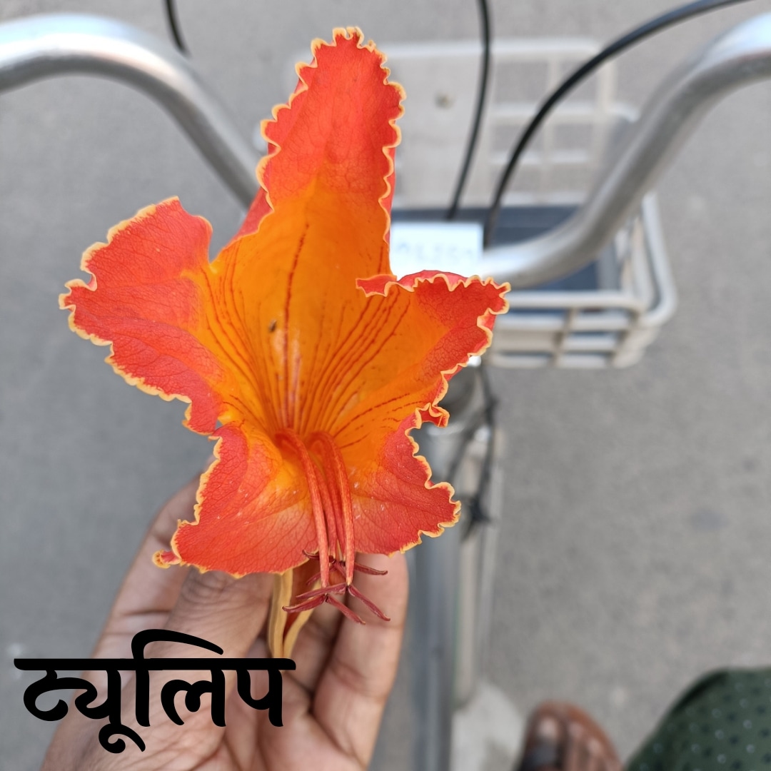 । ट्यूलिप।'s image