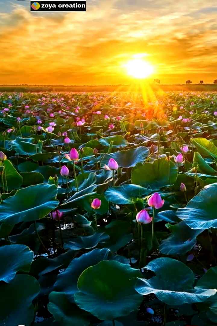 कुमुदिनी's image