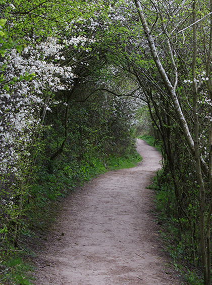 पगडंडी's image