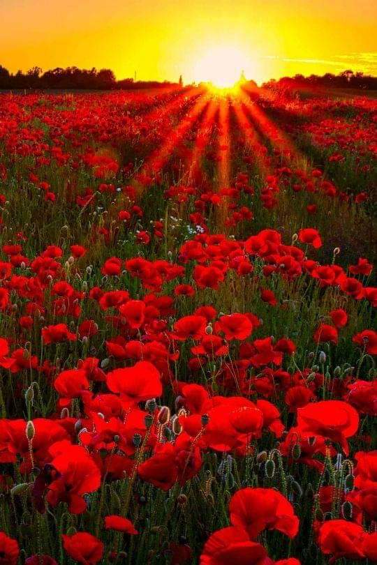 नवसंकल्प's image