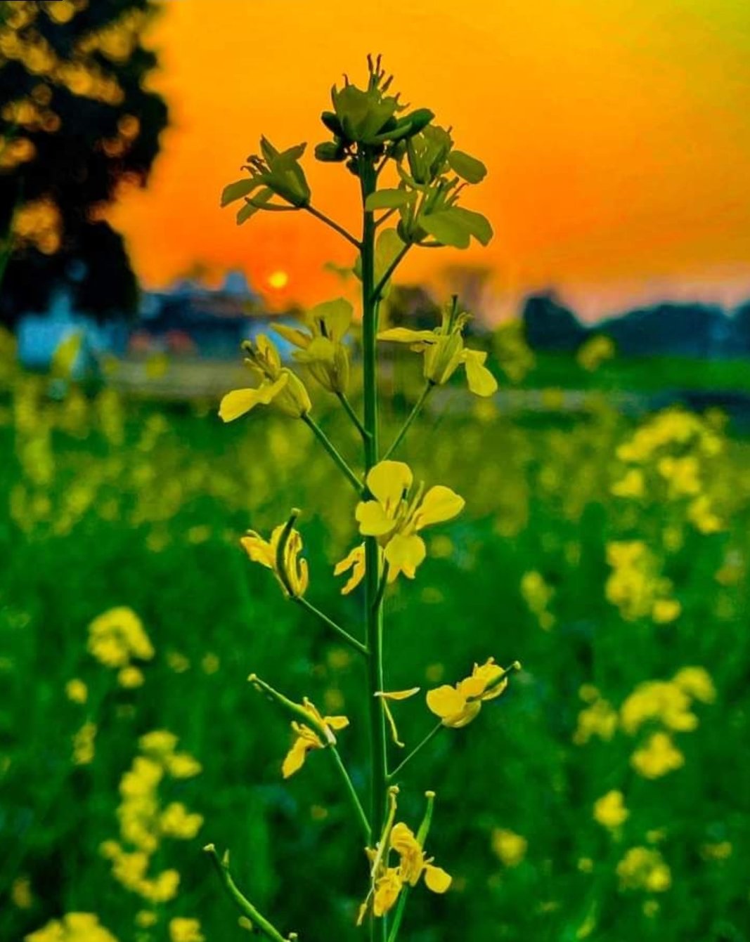 चुनरी's image