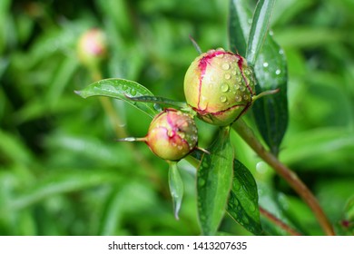 शबनम's image