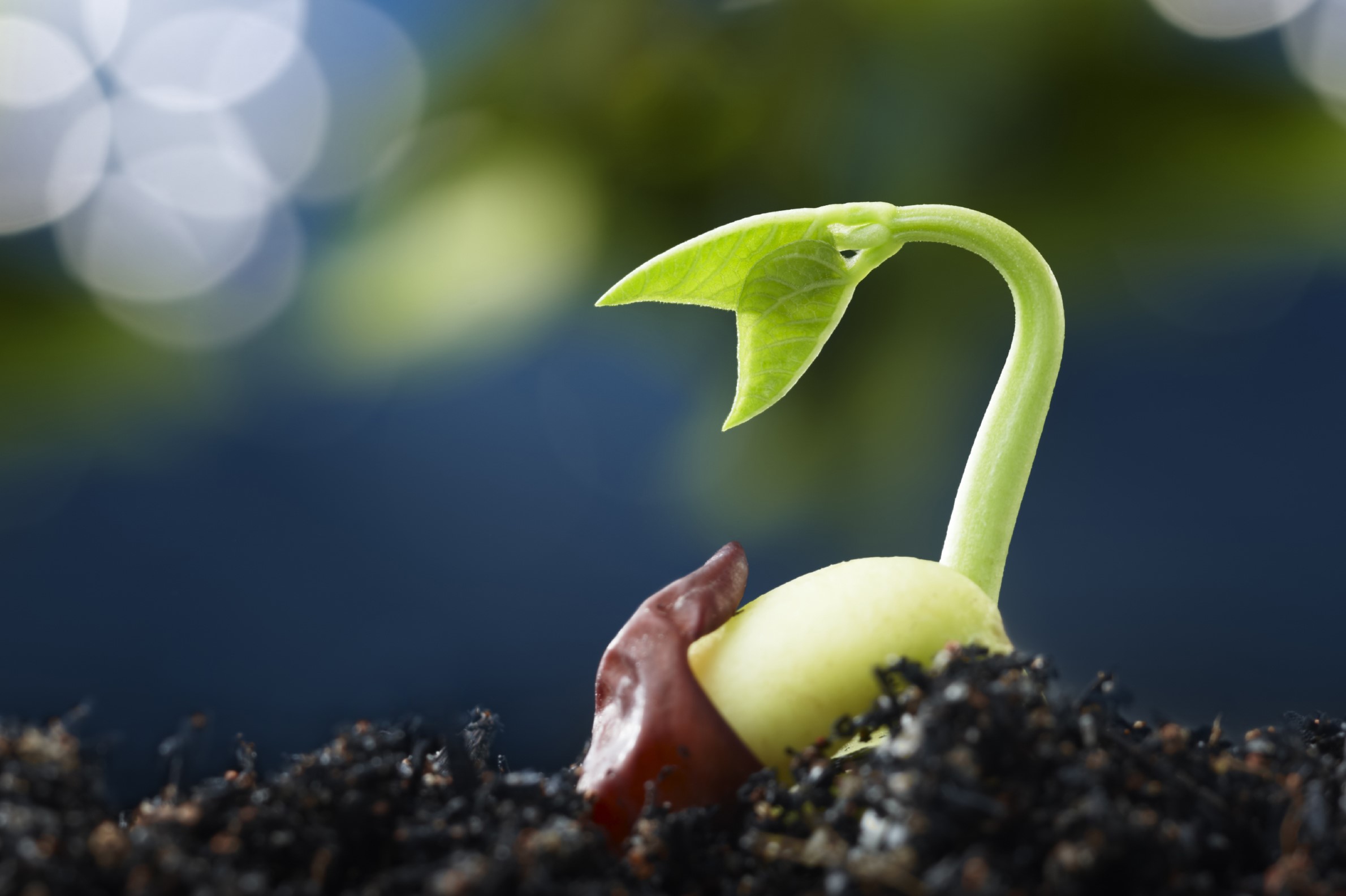 दुविधा's image