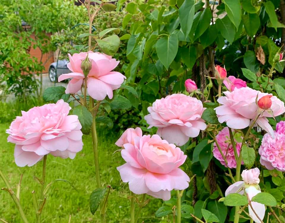 बहार's image