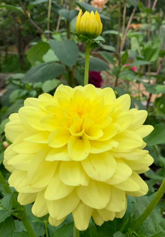 खट्टी मीठी यादें's image