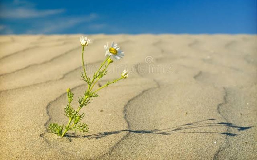 खुशबू's image